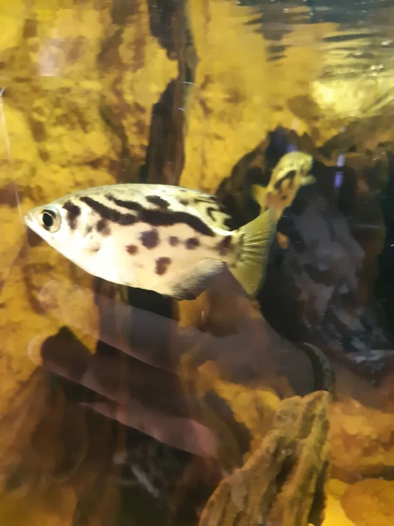 Clouded archerfish (Toxotes blythii)