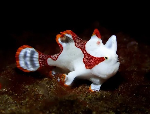 Clown frogfish (Antennarius maculatus)