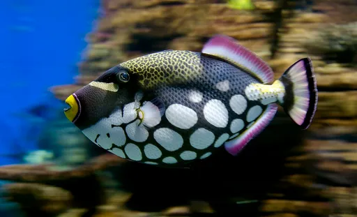Clown Triggerfish (Balistoides conspicillum)