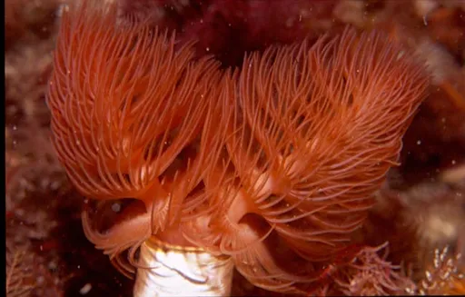 Coco Worm (Protula bispiralis)