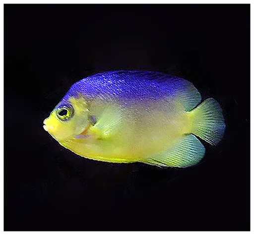 Colin's Angelfish (Centropyge colini)