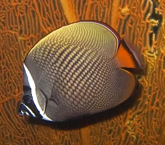Collare Butterflyfish (Chaetodon collare)