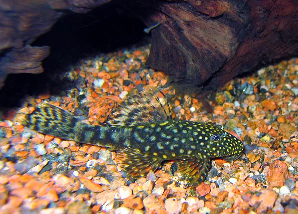 Colombian bristlenose pleco (Ancistrus triradiatus)