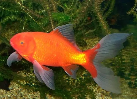 Comet (Carassius auratus)