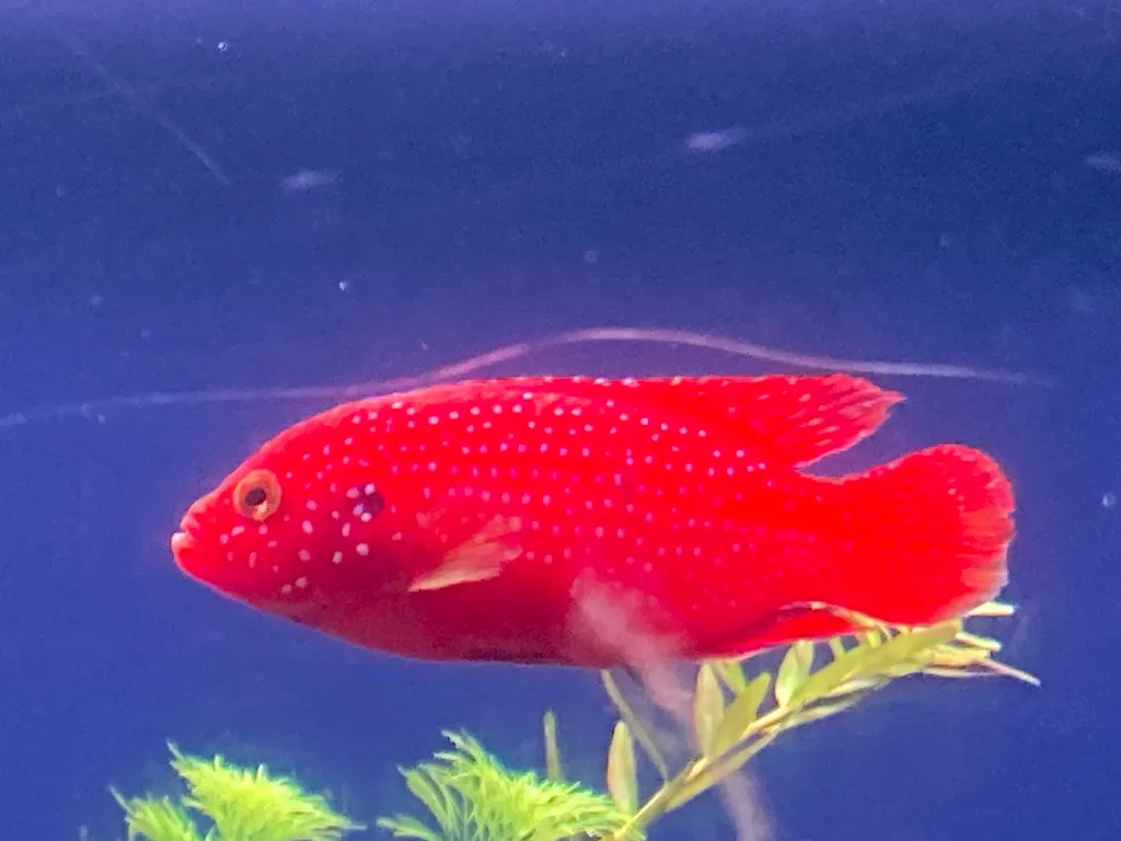 Common jewel cichlid (Rubricatochromis guttatus)