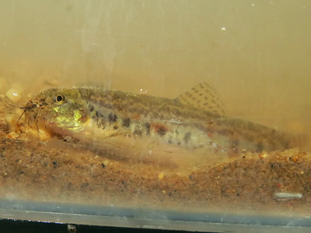 Common spiny loach (Lepidocephalichthys thermalis)