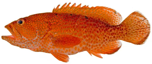 Coney (Cephalopholis fulva)