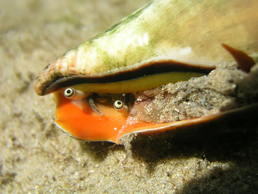 Tiger / Strawberry Conch (Conomurex luhuanus)