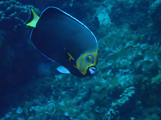 Conspicuous Angelfish (Chaetodontoplus conspicillatus)
