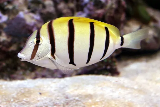 Convict Tang (Acanthurus triostegus)