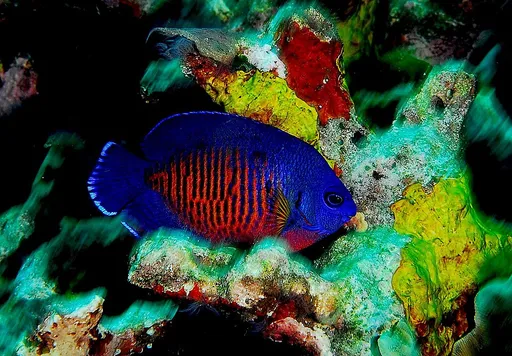 Coral Beauty Angelfish (Centropyge bispinosa)