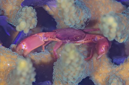 Coral Guard Crab (Trapezia cymodoce)