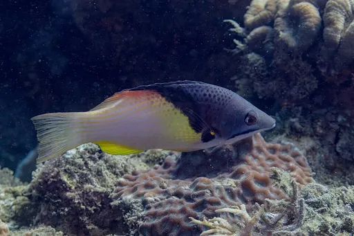 Coral Hogfish (Bodianus mesothorax)