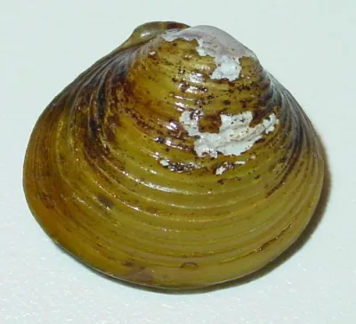 Asian gold clam (Corbicula fluminea)