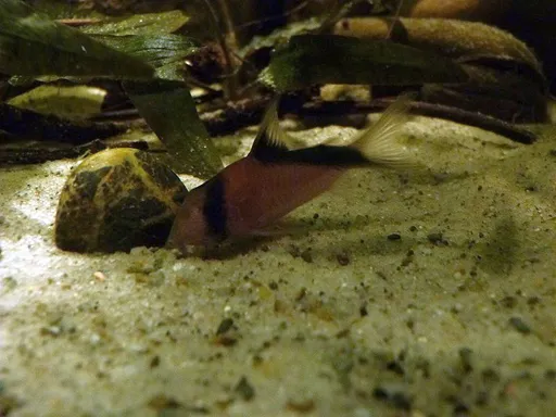 Sands cory (Corydoras davidsandsi)