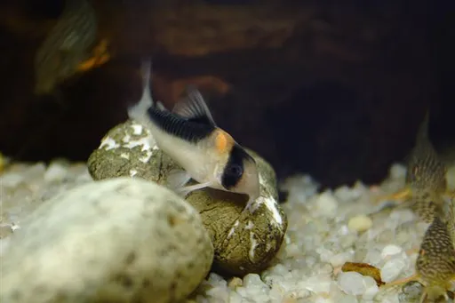Duplicate cory (Corydoras duplicareus)