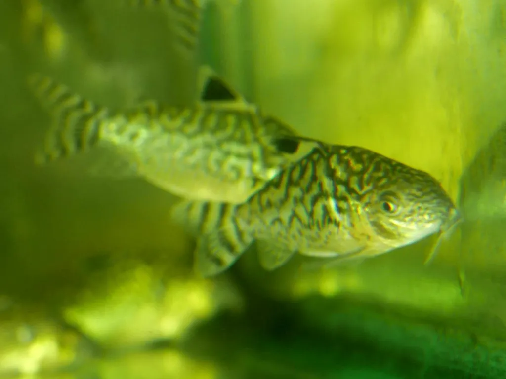 Reticulated cory (Corydoras reticulatus)