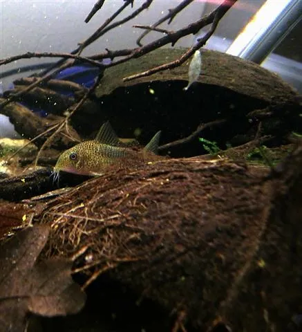 Violet cory (Corydoras similis)