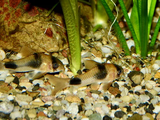 Weitzman's cory (Corydoras weitzmani)