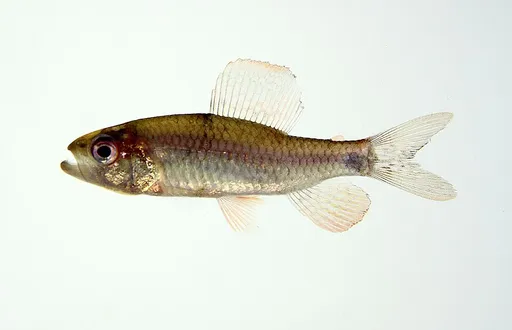 Sailfin tetra (Crenuchus spilurus)
