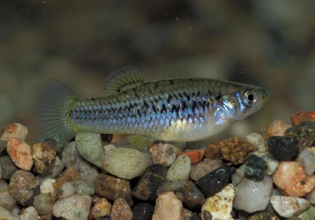 Crescent gambusia (Gambusia hurtadoi)