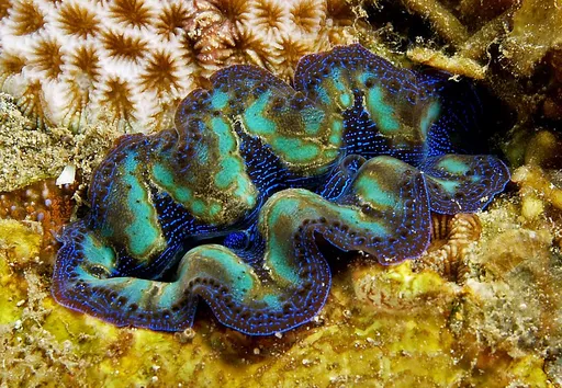 Crocea Clam (Tridacna crocea)