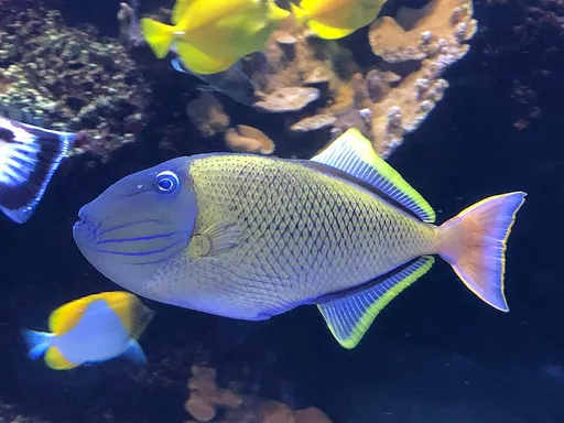 Crosshatch triggerfish (Xanthichthys mento)