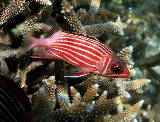 Crown squirrelfish (Sargocentron diadema)