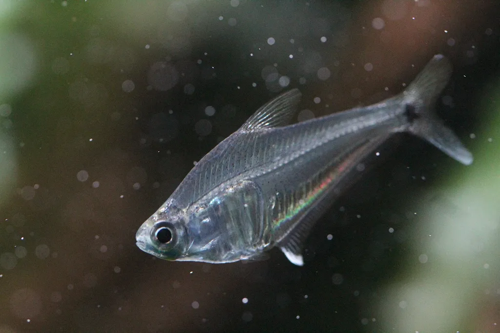Crystal tetra (Protocheirodon pi)