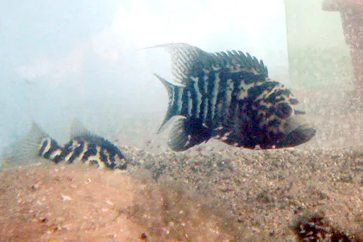 Cuban cichlid (Nandopsis tetracanthus)