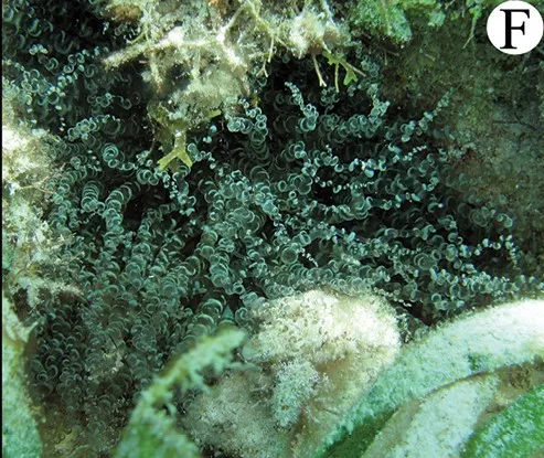 Curlyque Anemone (Bartholomea annulata)