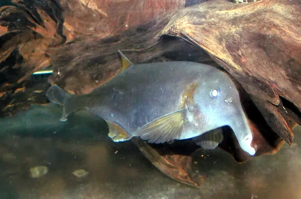 Curved snout mormyrid (Campylomormyrus rhynchophorus)