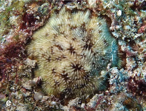Mobile Plate Coral (Cycloseris)