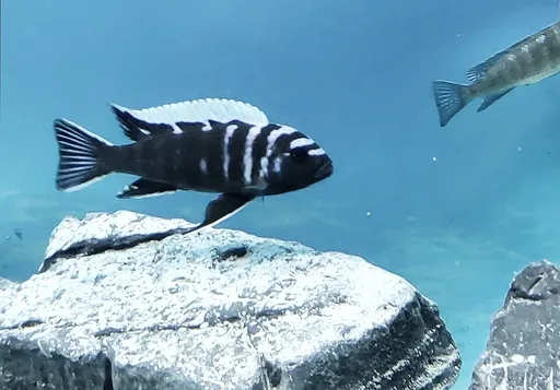 Hara cichlid (Cynotilapia zebroides)