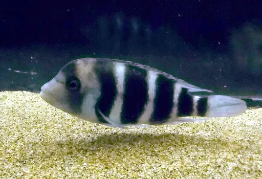 Blue zaire frontosa (Cyphotilapia gibberosa)