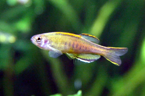 Glowlight danio (Danio choprae)