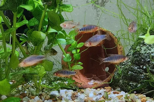 Emerald dwarf rasbora (Danio erythromicron)
