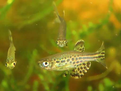 Gold ring danio (Danio tinwini)