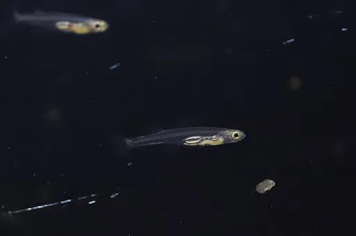 Dracula fish (Danionella dracula)