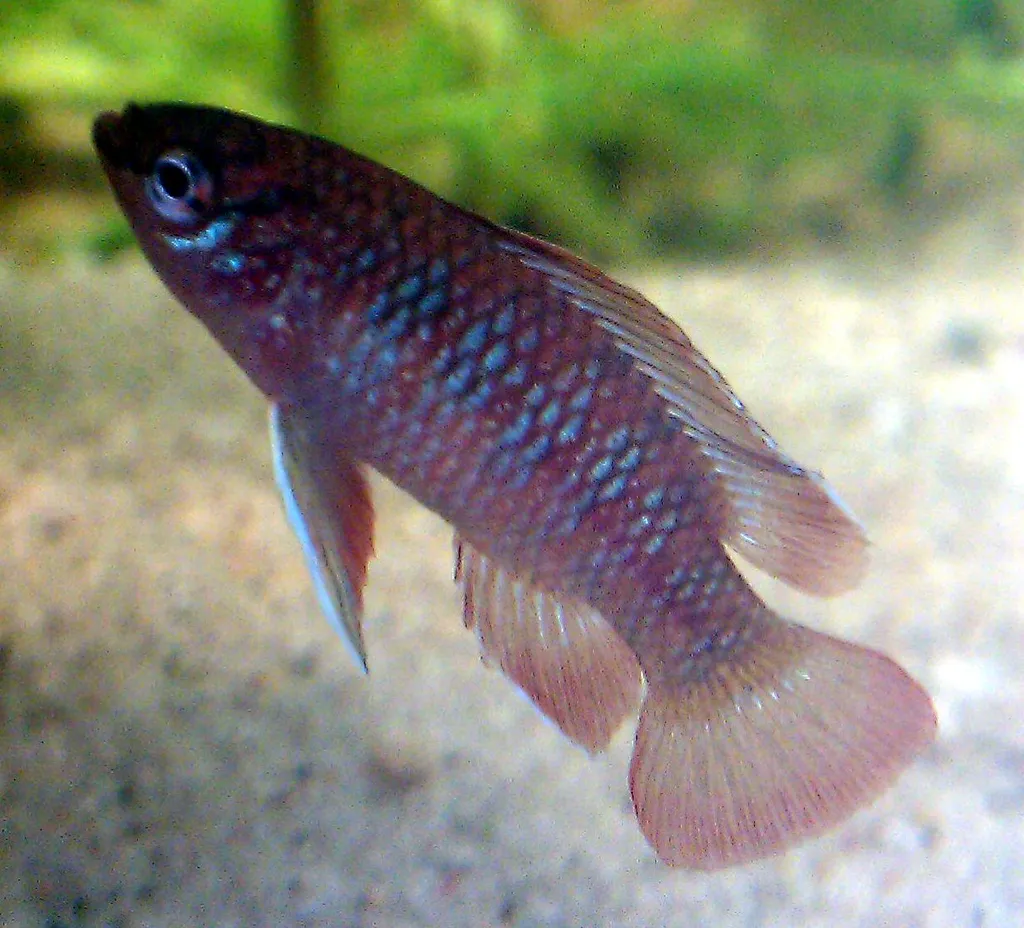Scarlet badis (Dario dario)