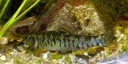 Darter tetra (Characidium fasciatum)