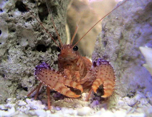 Daum's Reef Lobster (Enoplometopus daumi)