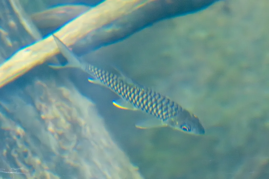 Deccan mahseer (Tor khudree)