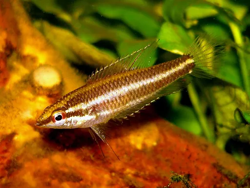 Licorice gourami (Parosphromenus deissneri)
