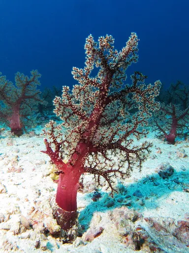 Carnation Coral (Dendronephthya)