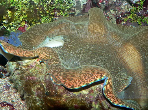 Derasa Clam (Tridacna derasa)