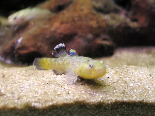 Desert goby (Chlamydogobius eremius)