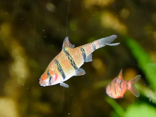Five-banded barb (Desmopuntius pentazona)