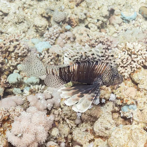 Devil firefish (Pterois miles)