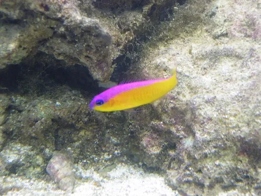 Diadem Dottyback (Pseudochromis diadema)